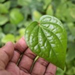 5 Daun untuk Asam Lambung Tinggi, Nomor 2 Banyak Ditanam di Halaman Rumah