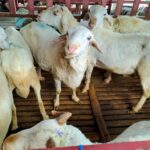 Torpedo Kambing Jadi Incaran saat Iduladha, Mitos atau Fakta Tingkatkan Vitalitas Pria?