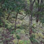 Pesona Gunung Lumut di Timur Belitung, Surga Hijau yang Tenang dan Tersembunyi
